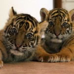 Tigers About the House: BBC Two Documentary See’s Giles Clark Raise Tiger Cubs Spot and Stripe in His Australian Home