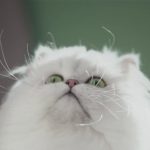 Specsavers Catflap Advert – White Persian Cat